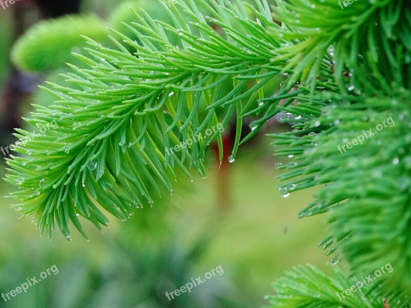 Tree Needles Green Pine Iglak