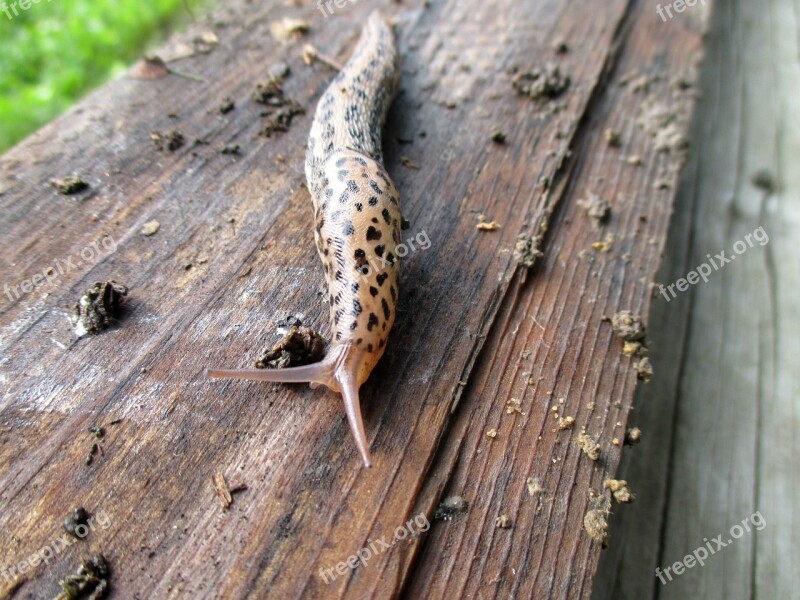 Slug Wood Antenna Slimy Wet