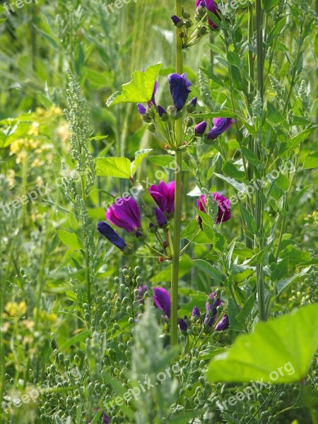 Meadow Contrast Nature Green Summer