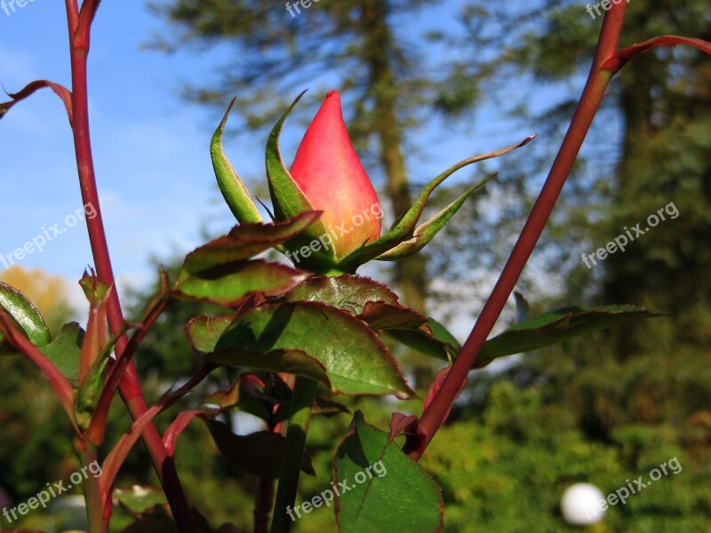 Rosebud Rose Red Bud Flower