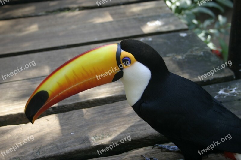 Tucan Birds Nature Free Photos