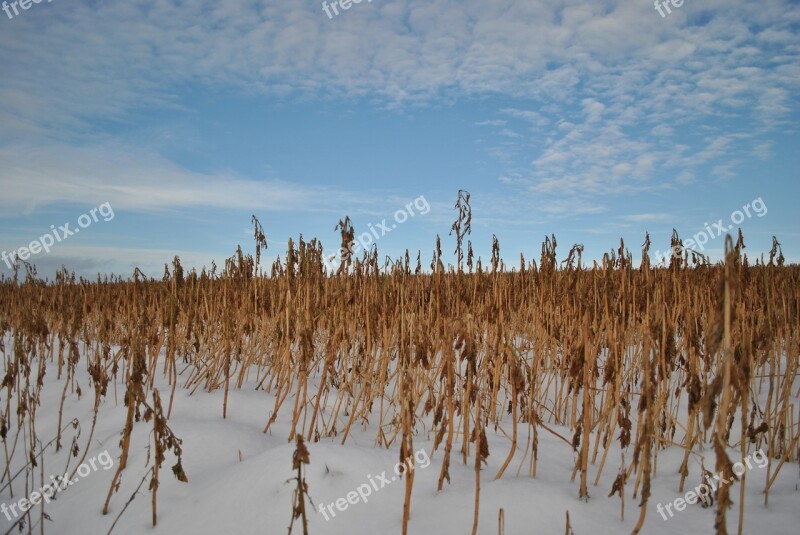 Cornfield Winter Field Snow Landscape