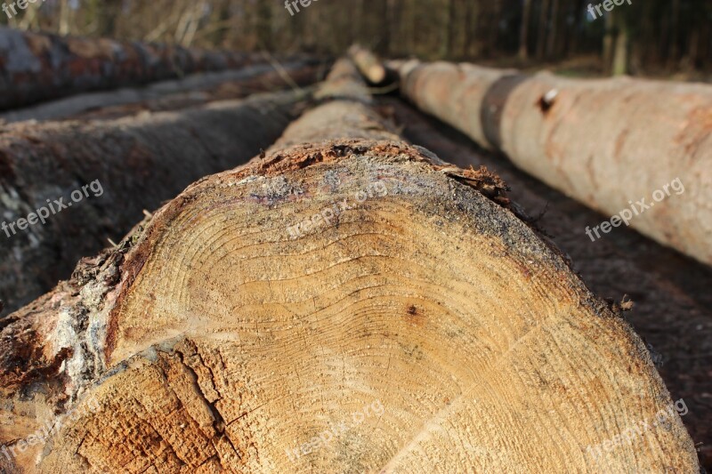 Wood Log Sawn Cut Down Holzstapel