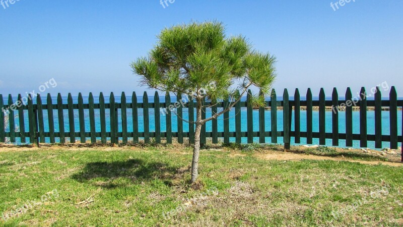 Cyprus Protaras Fig Tree Bay Tree Fence