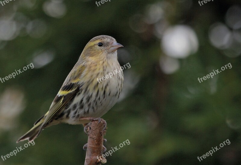 Bird Perched Feathers Female Siskin