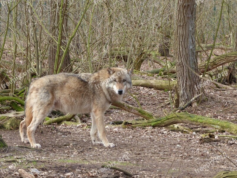 Wolf Animal Nature Predator Wildlife Park