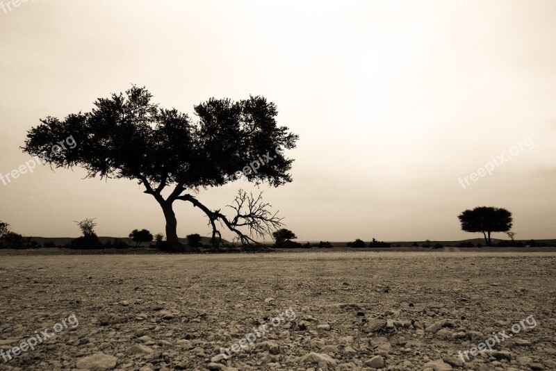 Tree Desert Landscape Nature Hot