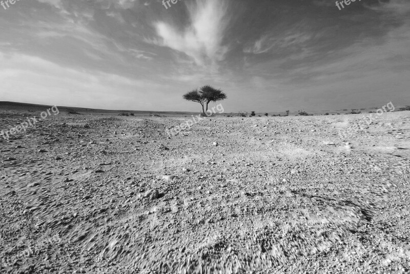 Desert Tree Nature Dry Heat