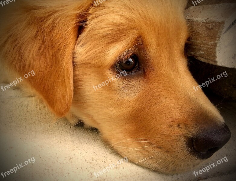 Puppy Golden Retriever Dog Animal Pet