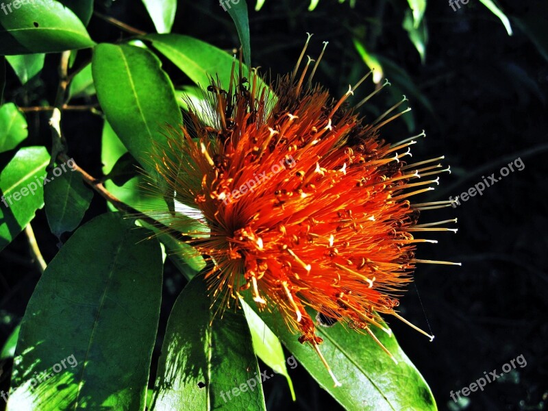 Rio Exotic Flower Jardim Botanico Botanical Garden Orange