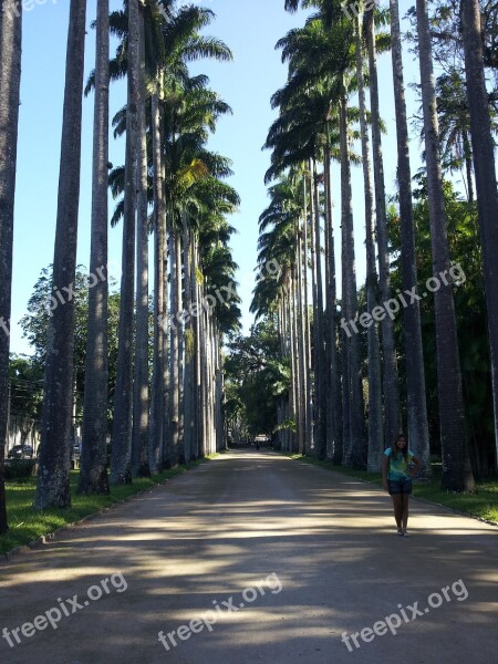 Rio Jardim Botanico Botanical Garden Royal Palms Parkway Majestic