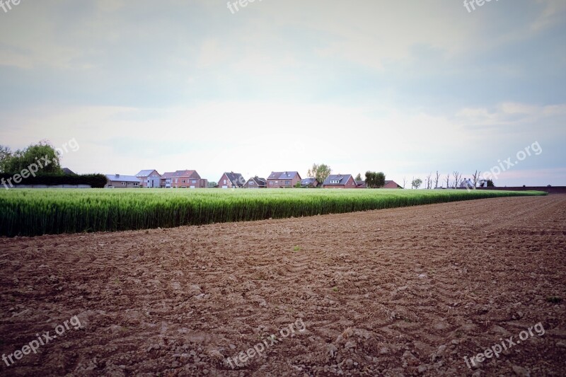 Agriculture Wheat Spring Field Rural