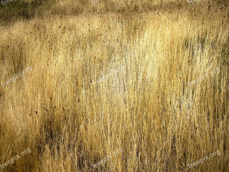 Grassland Texture Patagonia Free Photos