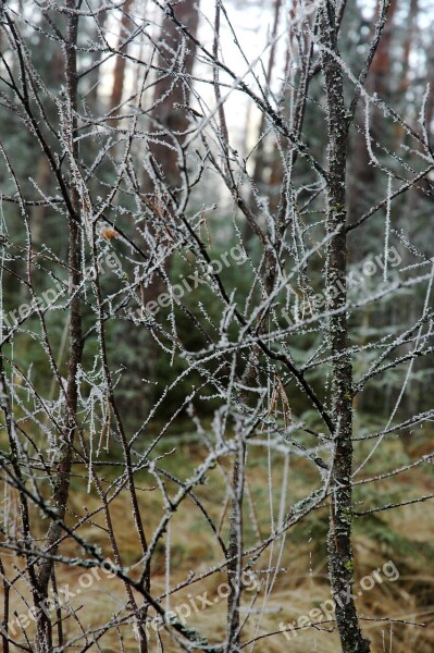 Rime Branches Birch Tree Wood