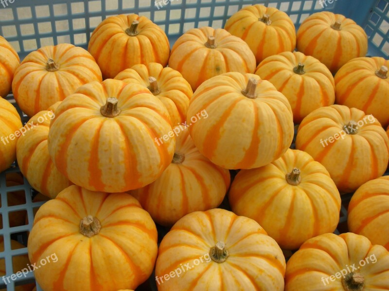 Pumpkin Halloween Puccini Vegetables Stripe