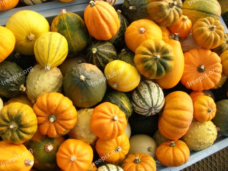 Pumpkin Halloween Vegetables Mix Harvest