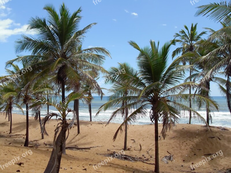 Brazilwood Coconut Trees Dunes Atlantic Tropical