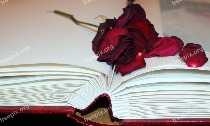 Dried Rose Rose Petals Photo Album Silk Leaves Memory