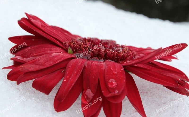 Gerbera Blossom Bloom Flower Red