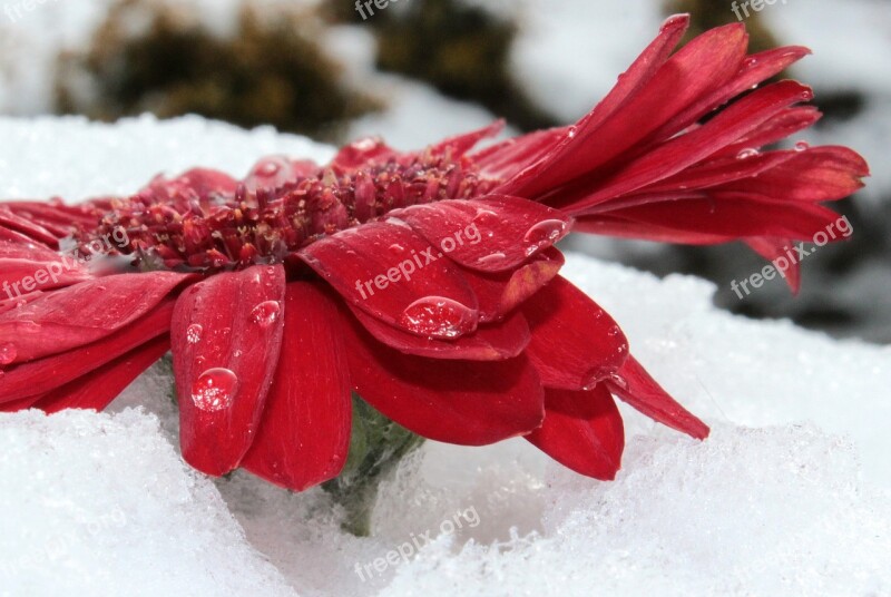 Gerbera Blossom Bloom Flower Red