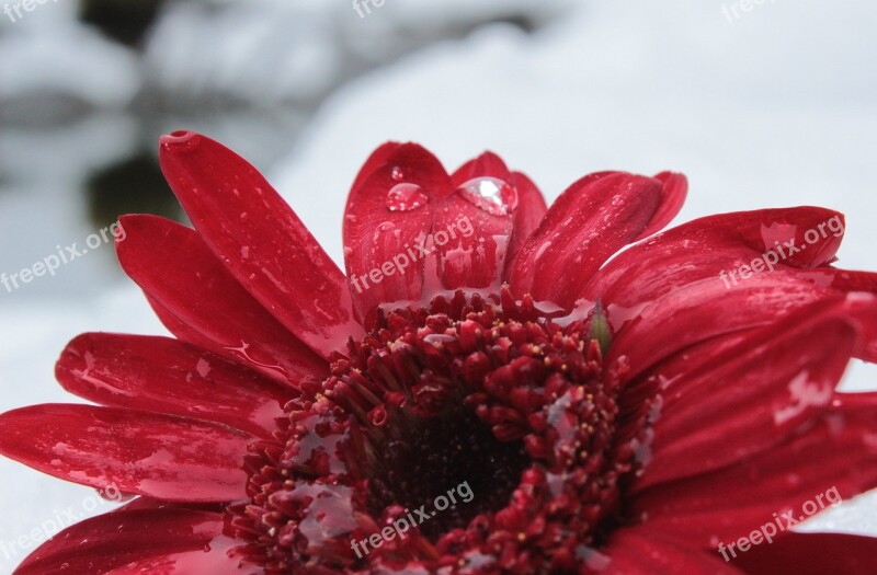 Gerbera Blossom Bloom Flower Bloom