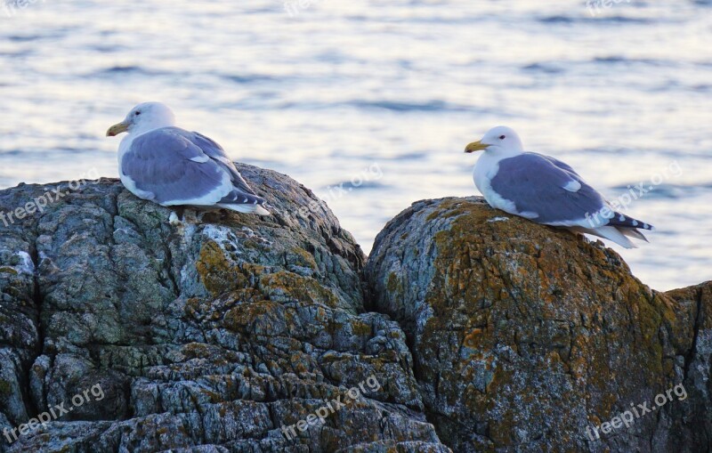 Seagulls Victoria Bc Ocean Rocks