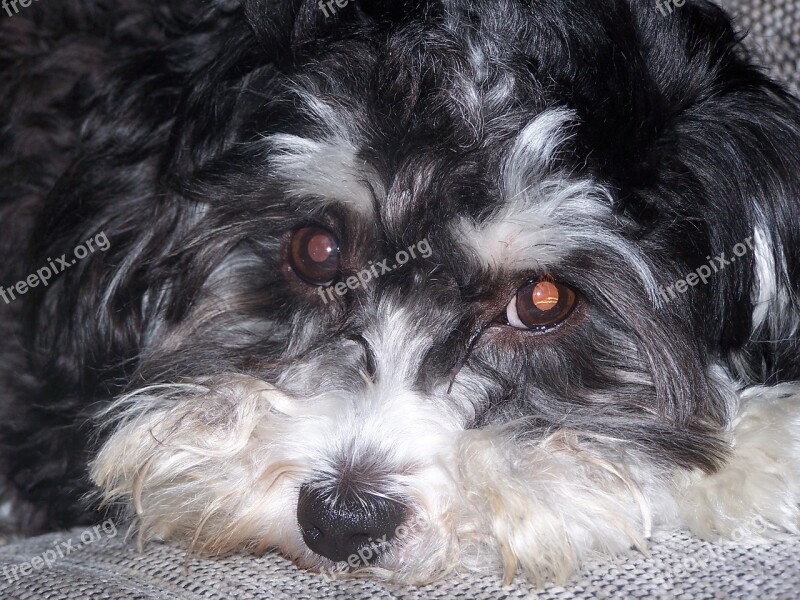 Schnoodle Dog Animal Snout Tired