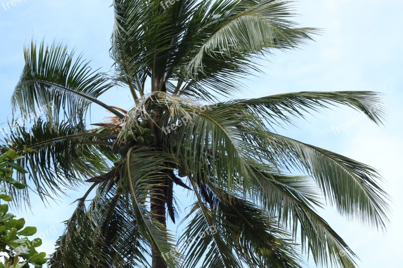 Palm Tree Tree Leaves Free Photos