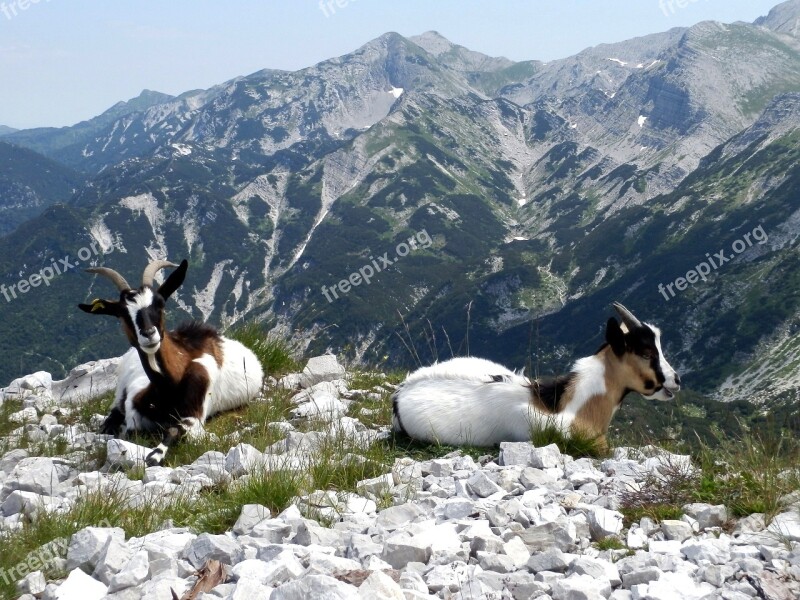 Chamois Mountain Goats Nature Wild