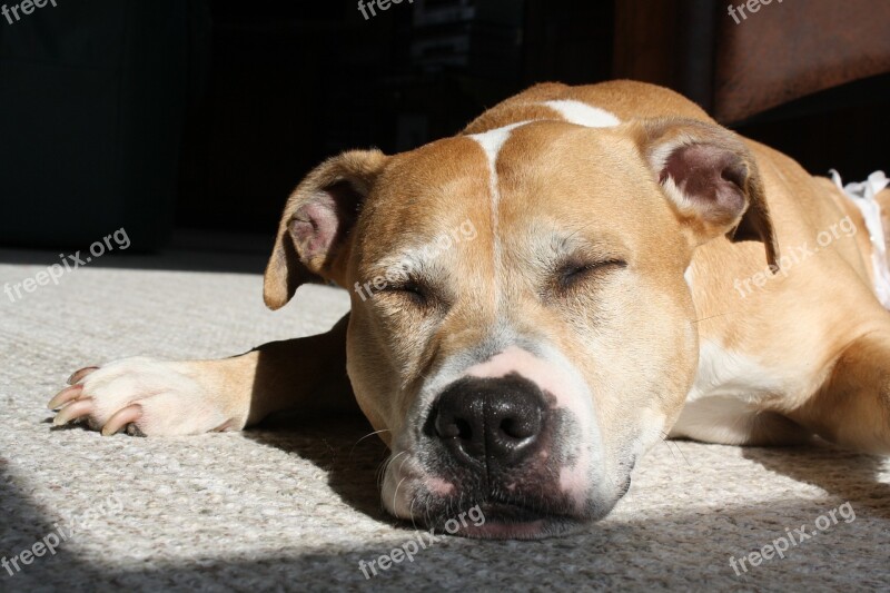 Dog Fighting Dog Peaceful Cute Sleeping