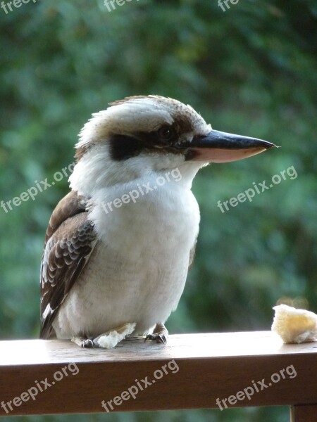 Kookaburra Bird Feathers Australia Symbol