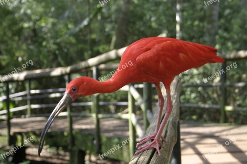 Ibis Pink Birds Nature Coral