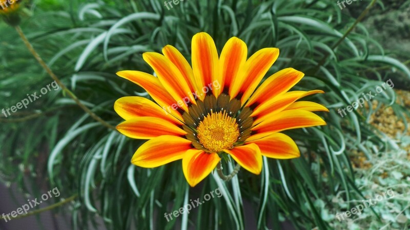 Asteraceae Beautiful Beauty Bloom Blossom