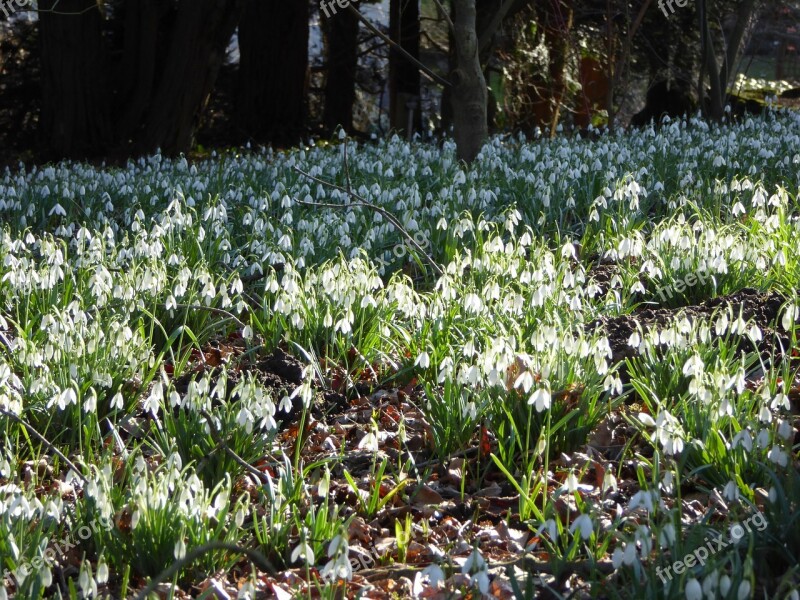 Snowdrop Forest Spring Snowdrop Spring Nature