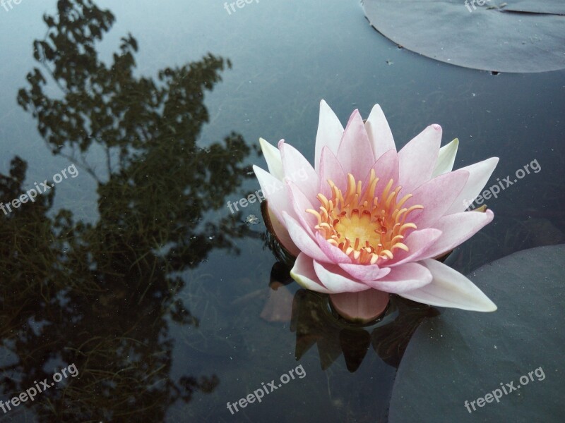 Water Lily Autumn Pond Water Reflection Nature