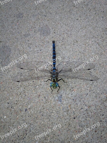 Dragonfly Nature Insect Animal Creature