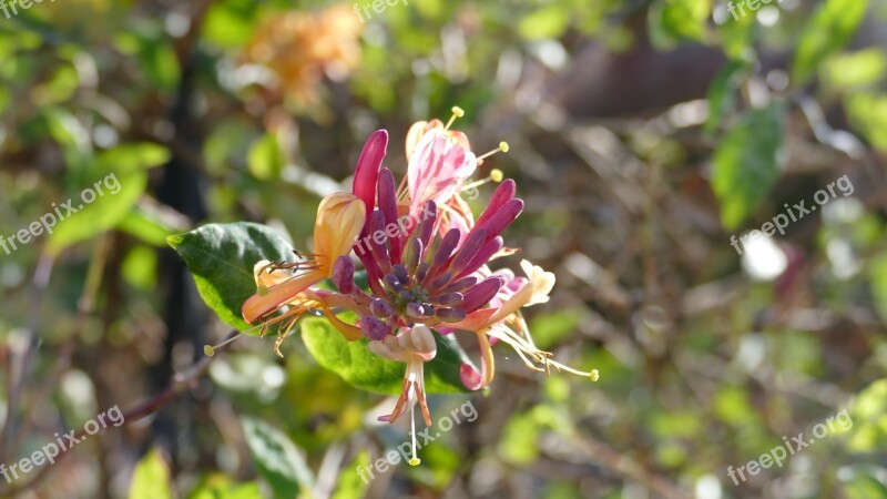 Honeysuckle Flower Red Yellow Leaves