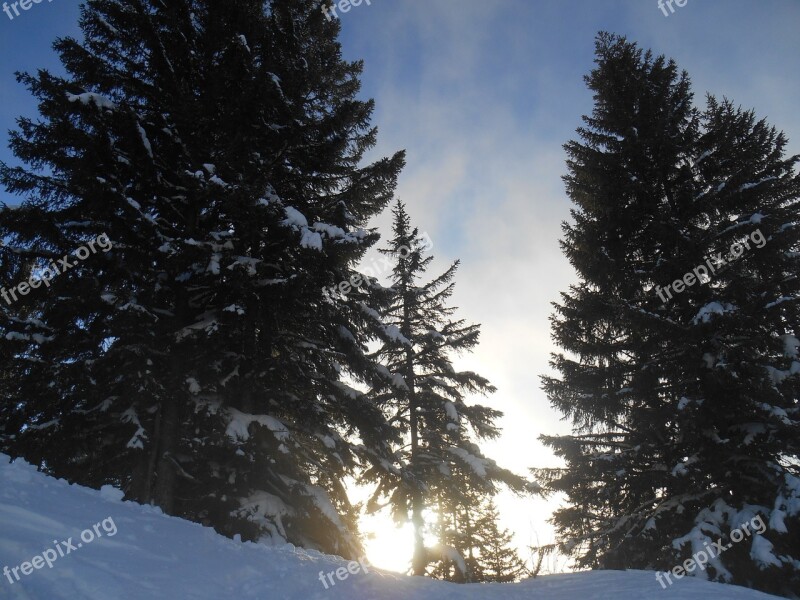 Snow Winter Sunset Trees Pine