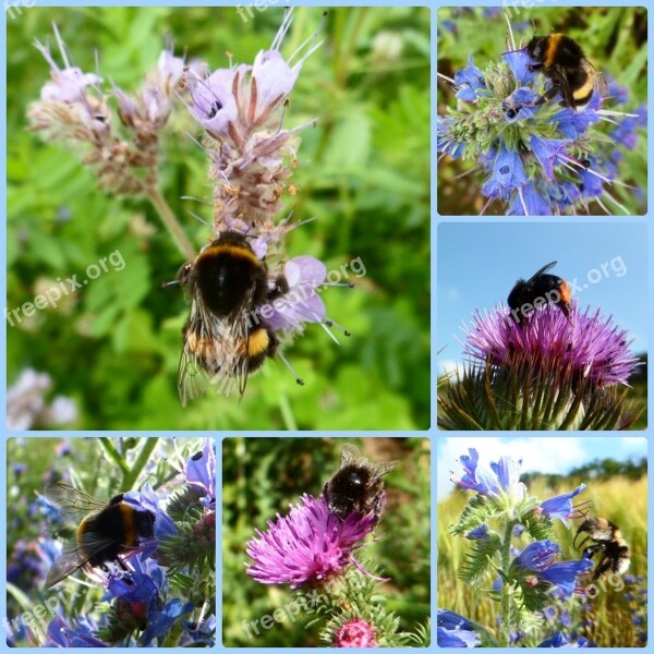 Hummel Bee Insect Pollination Flower