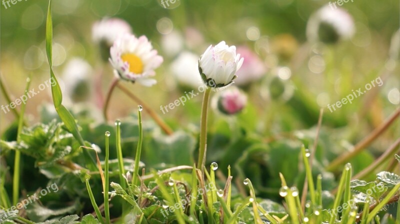 Wild Flowers Flower Little Flower White Grass