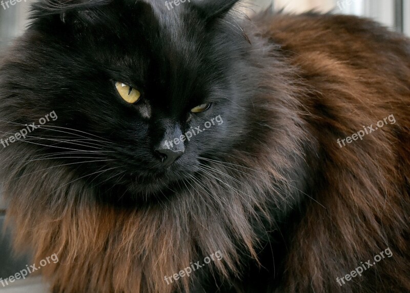 Cat Black Black Cat Animal Feline