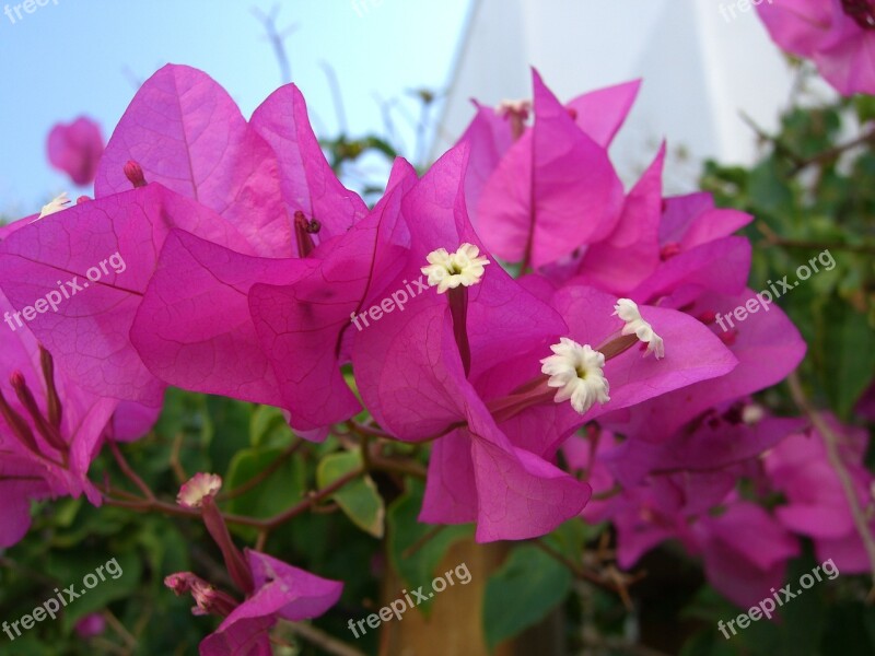 Bougainvillea Flowers Four O'clock Plant Close Up Pistil