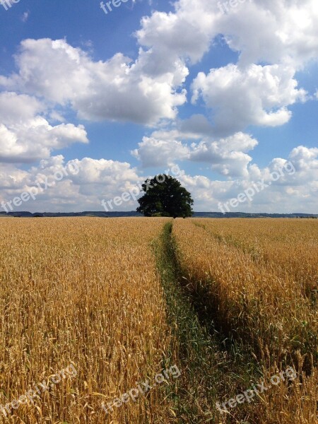 Corn Field Clouds Tree Corn Field