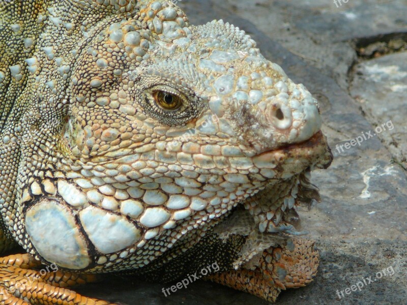 Iguana Nature Animals Reptile Animal