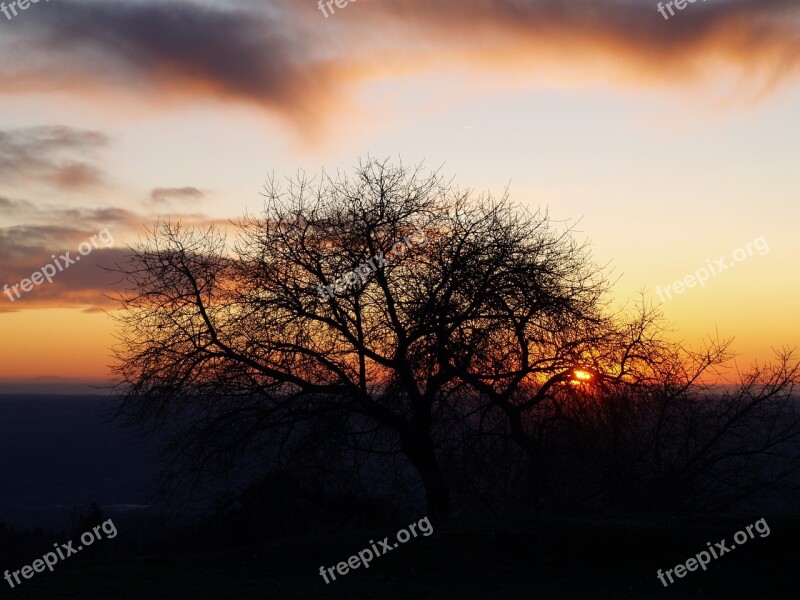 Sunset Tree Silhouette Landscape Nature