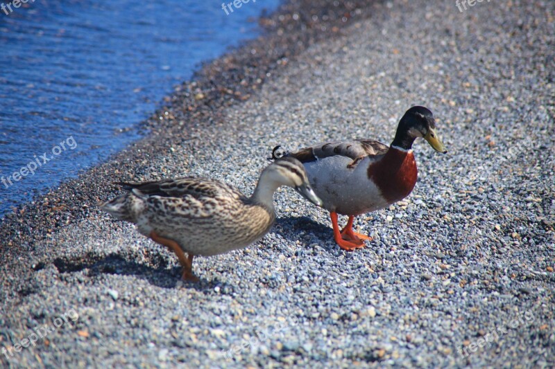 Mandarin Ducks Lake Free Photos