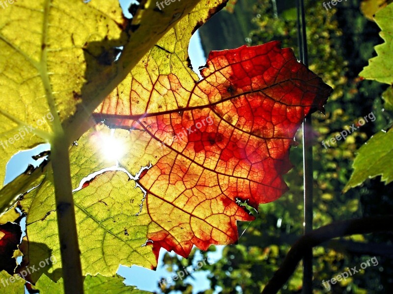 Vine Autumn Leaf Backlighting Close Up