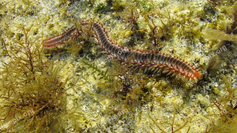 Centipede Millipede Sea Creature Nature Macro