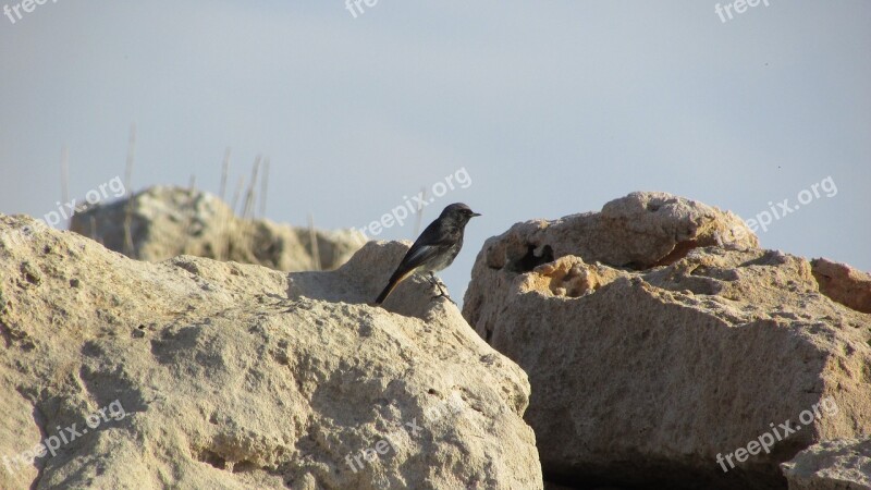 Bird Sitting Rock Wildlife Animal