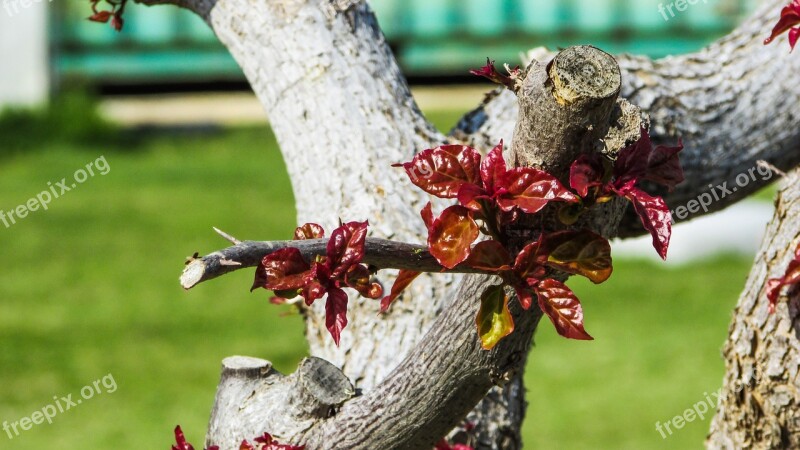 Tree Leaves Colourful Park Free Photos